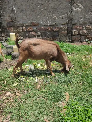 Male Alpine Goat Breed.