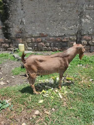 Male Alpine Goat Breed.