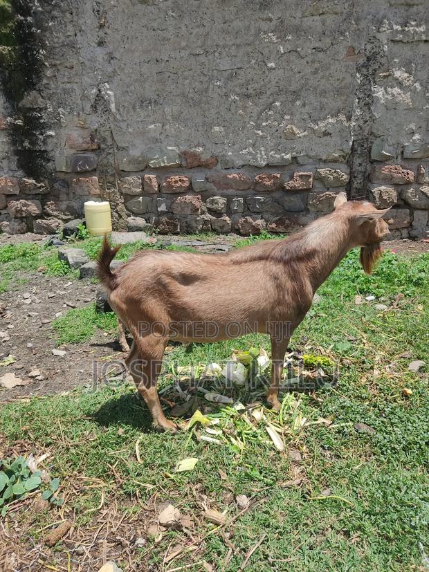 Male Alpine Goat Breed. - thumbnail 2