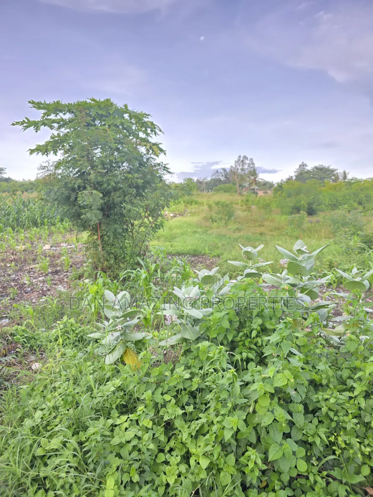 1/4 Acre Plots in Diani Jasmine Area for Sale