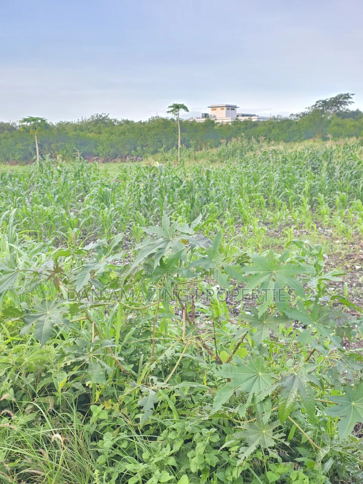 1/4 Acre Plots in Diani Jasmine Area for Sale