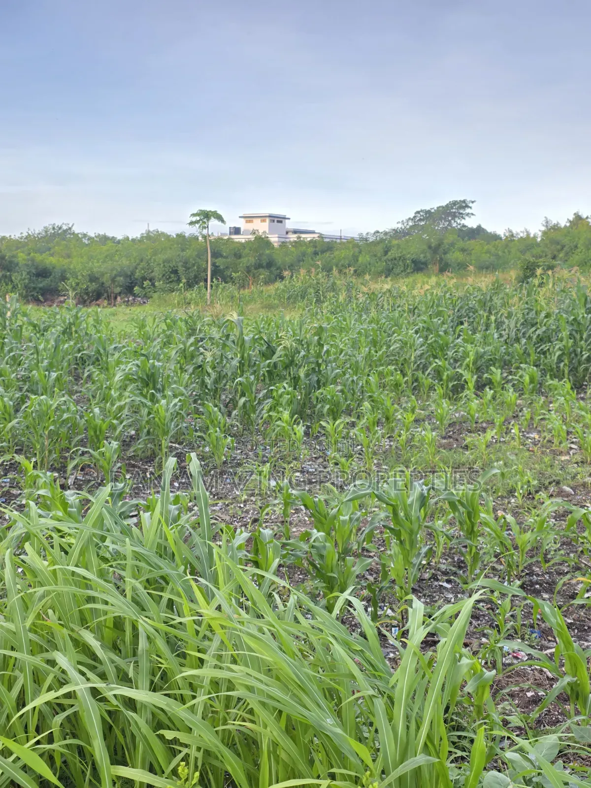 1/4 Acre Plots in Diani Jasmine Area for Sale
