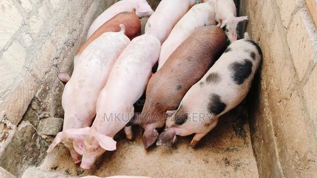 Agriculture - thumbnail 5