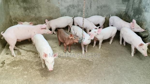 Agriculture - thumbnail 6