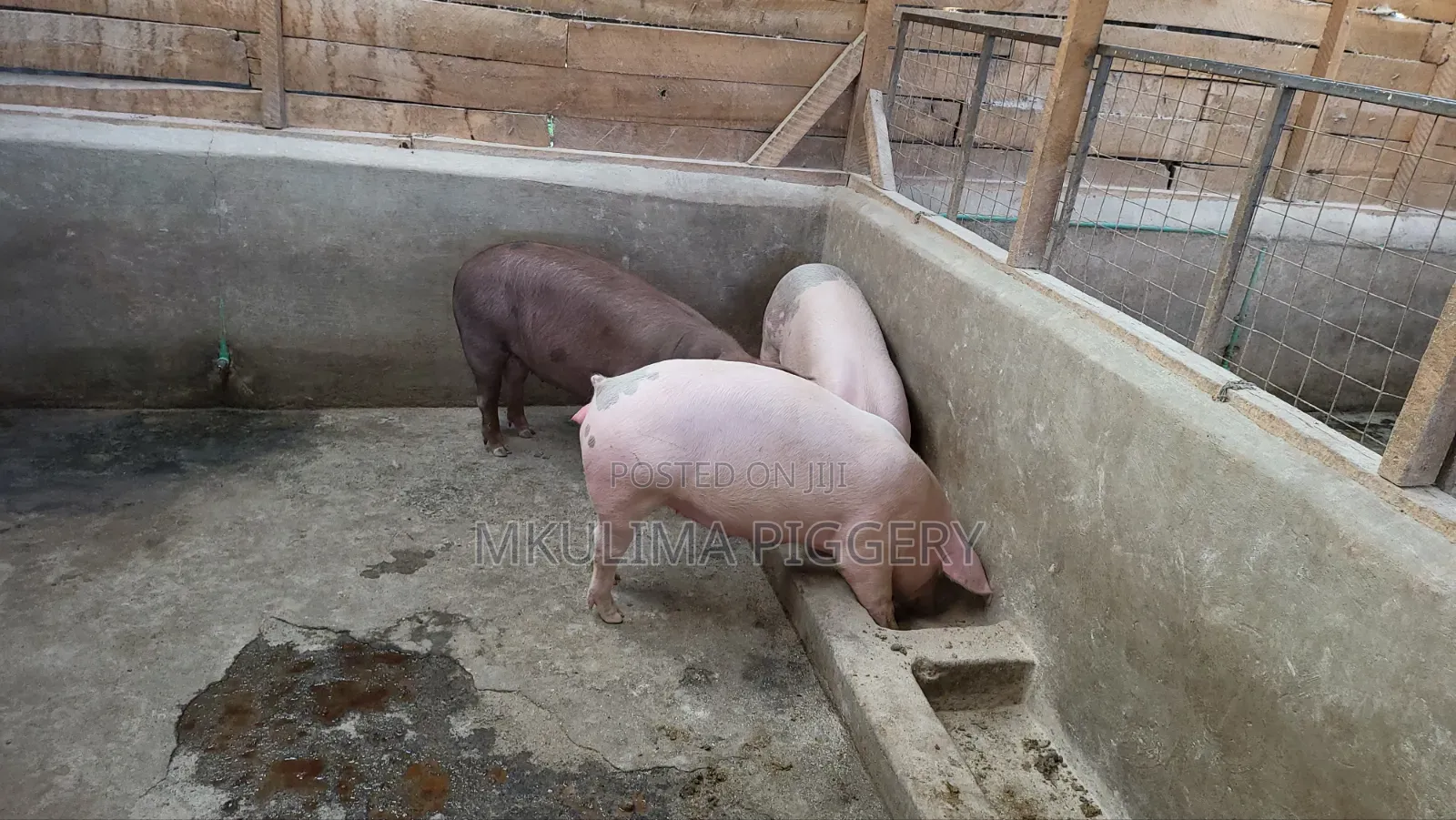 Piglets and Pregnant Pigs