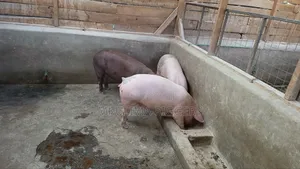 Piglets and Pregnant Pigs