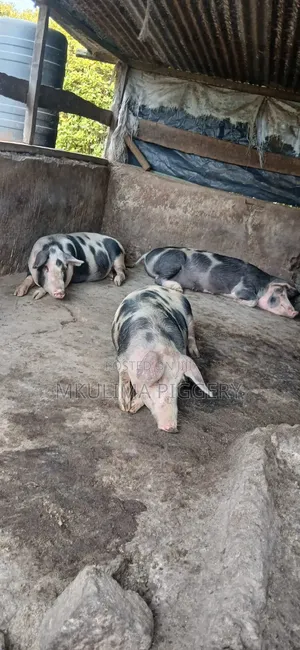 Piglets and Pregnant Pigs