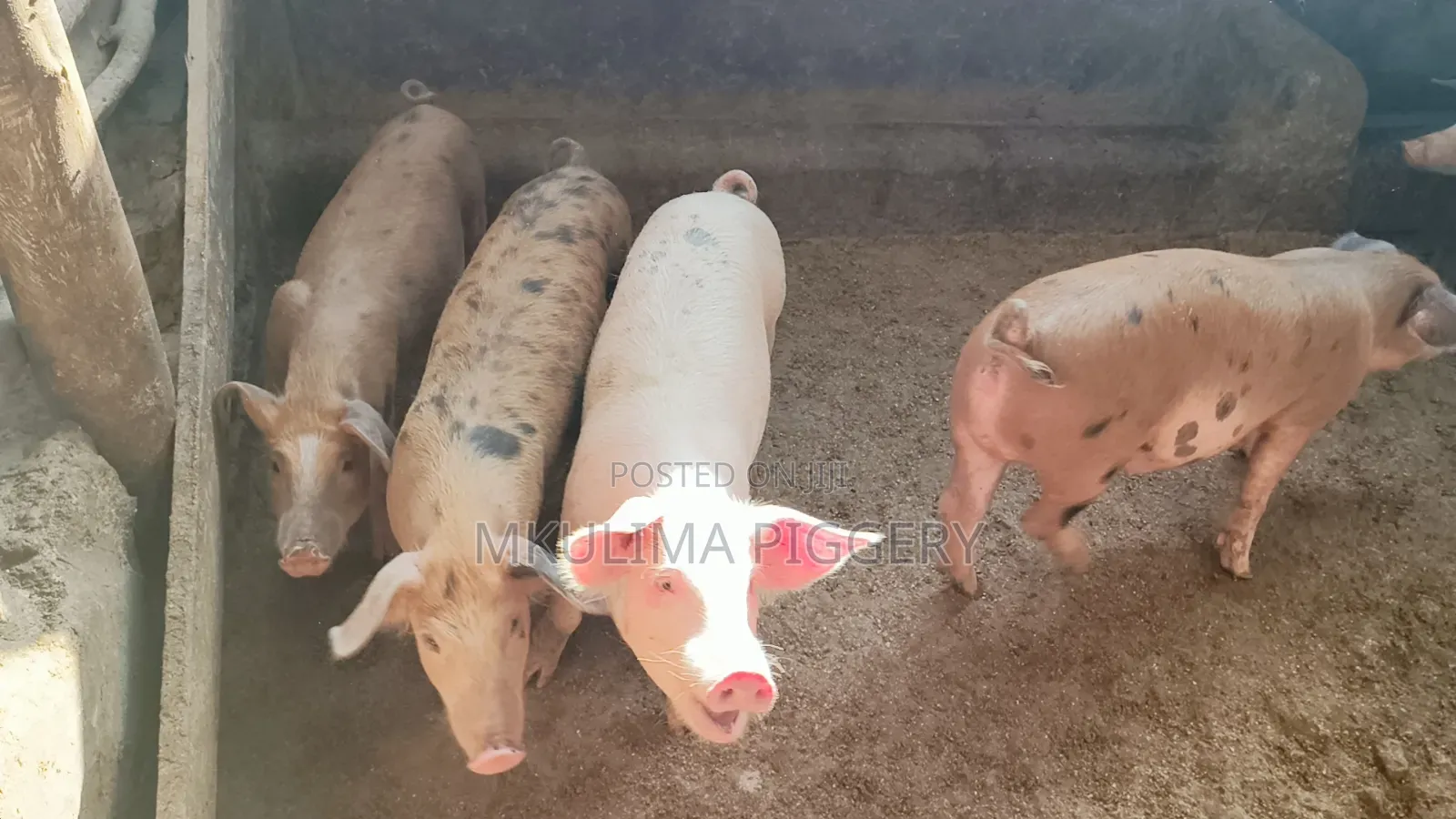 Piglets and Pregnant Pigs