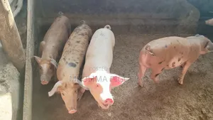 Piglets and Pregnant Pigs