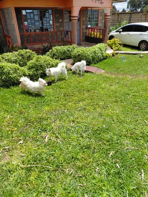 6-12 months Male Purebred Japanese Spitz
