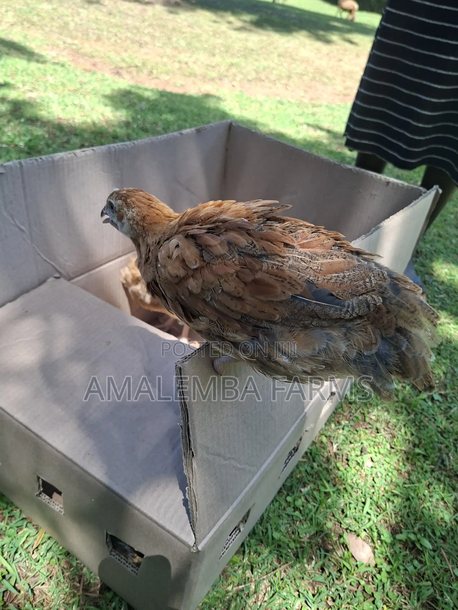 Improved Kienyeji Chickens for Sale – Vihiga Kisumu (Delivery)