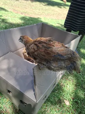 Improved Kienyeji Chickens for Sale – Vihiga Kisumu (Delivery)