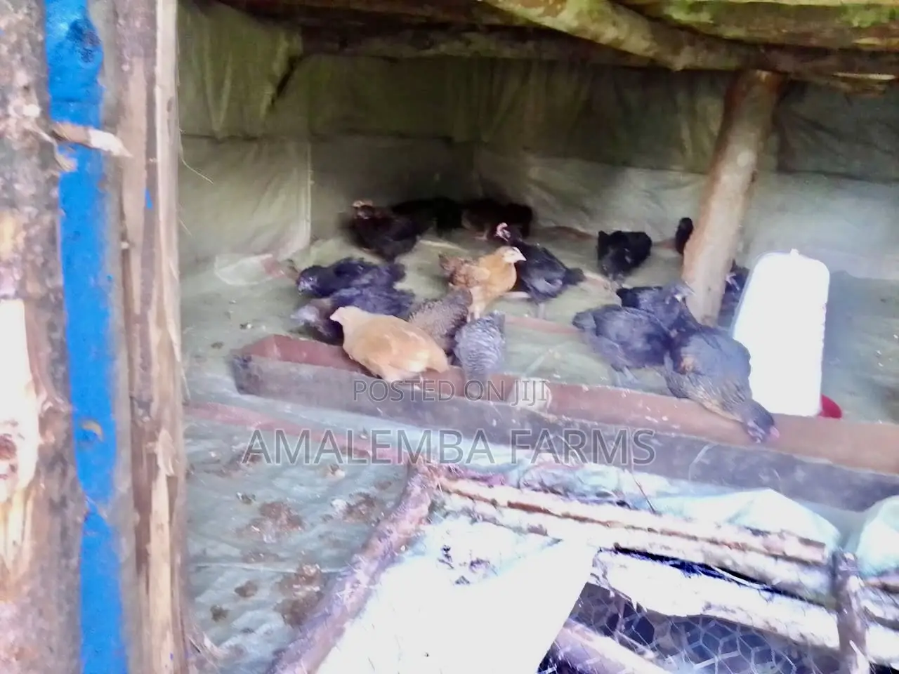 Improved Kienyeji Chickens for Sale – Vihiga Kisumu (Delivery)