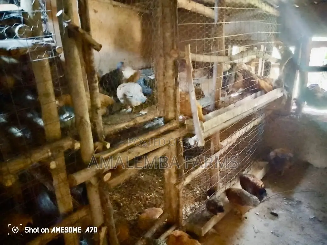 Improved Kienyeji Chickens for Sale – Vihiga Kisumu (Delivery)