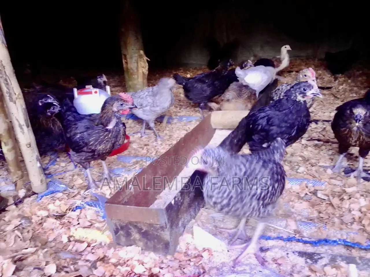 Improved Kienyeji Chickens for Sale – Vihiga Kisumu (Delivery)