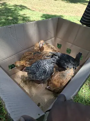 Improved Kienyeji Chickens for Sale – Vihiga Kisumu (Delivery)