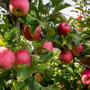 High Quality Grafted Apple Seedlings