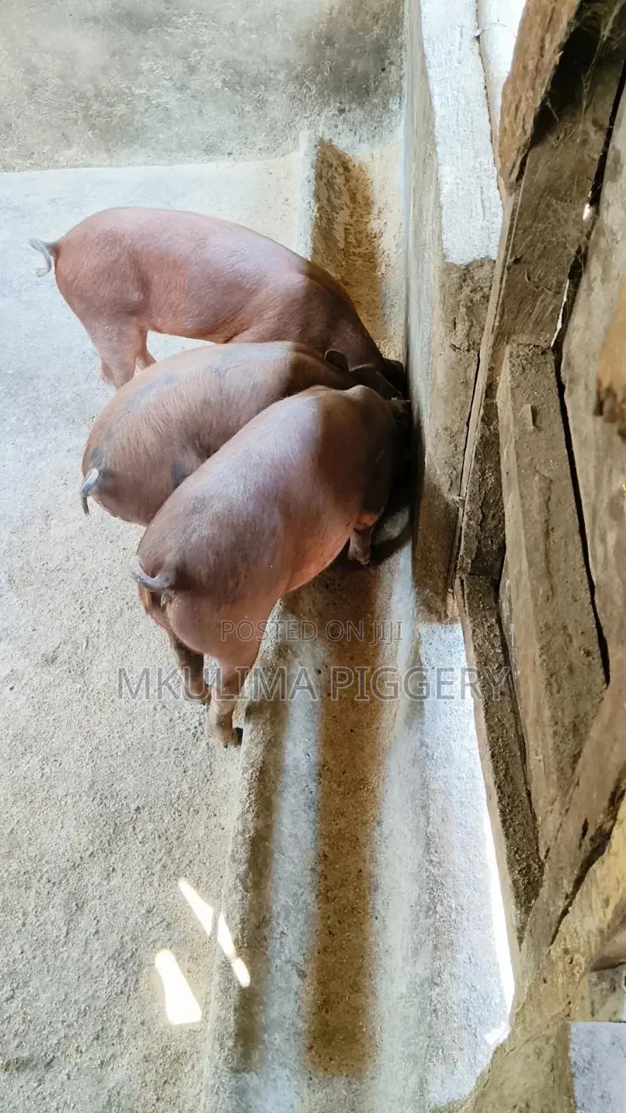 Piglets and Pregnant Pigs