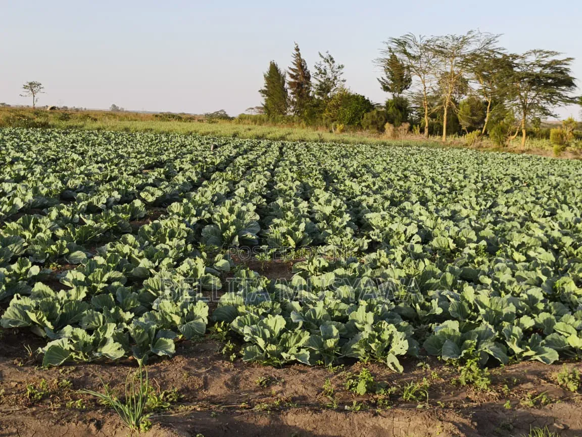 Nanyuki Plots