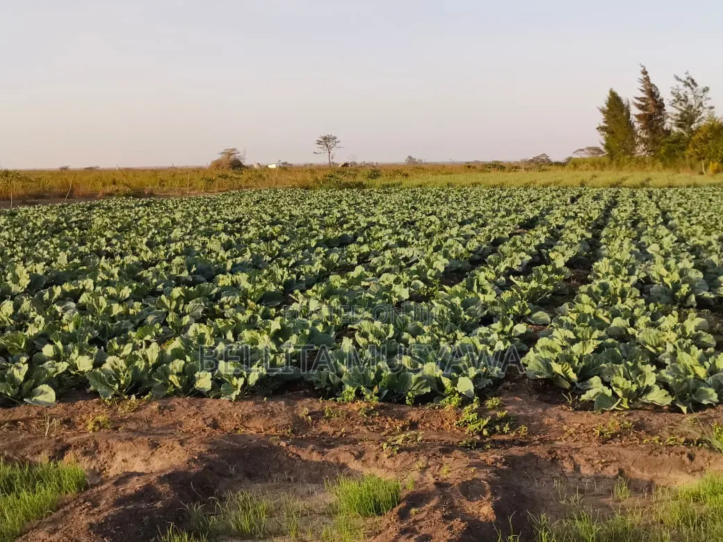 Nanyuki Plots