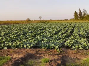 Nanyuki Plots