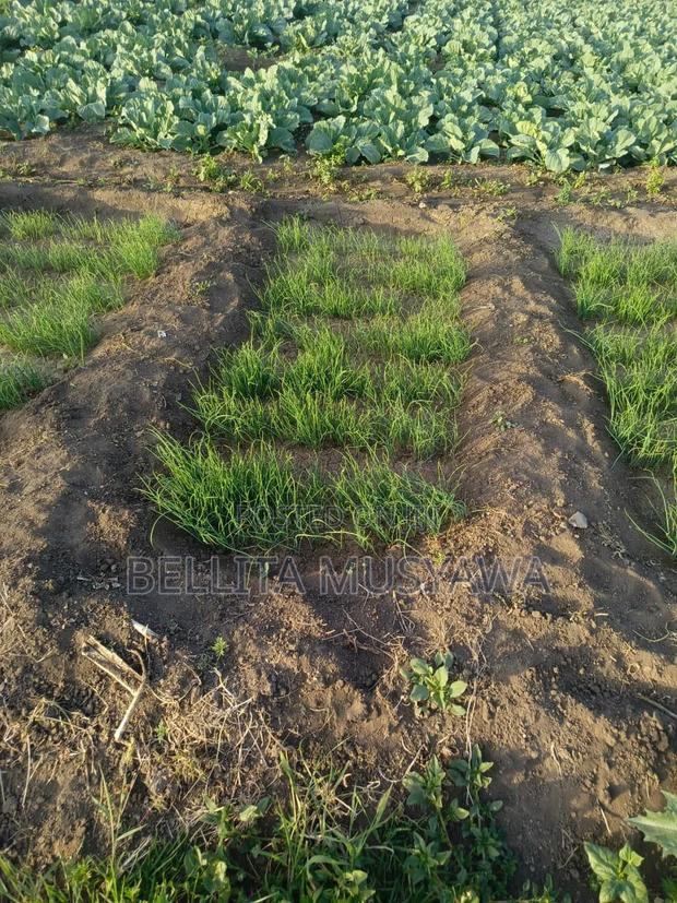 Nanyuki Plots - thumbnail 5