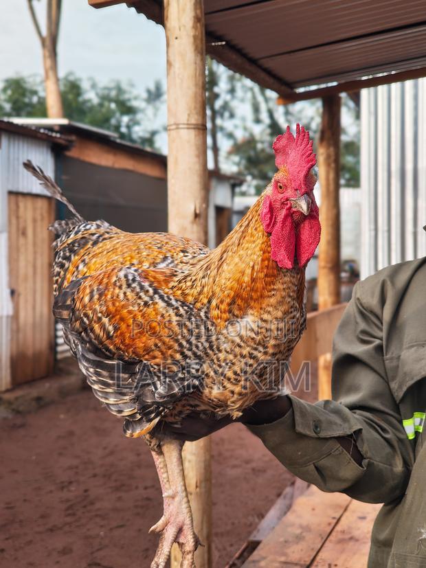Pure Kienyeji Chicken