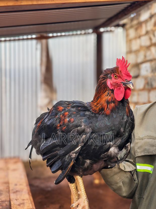 Pure Kienyeji Chicken - thumbnail 2