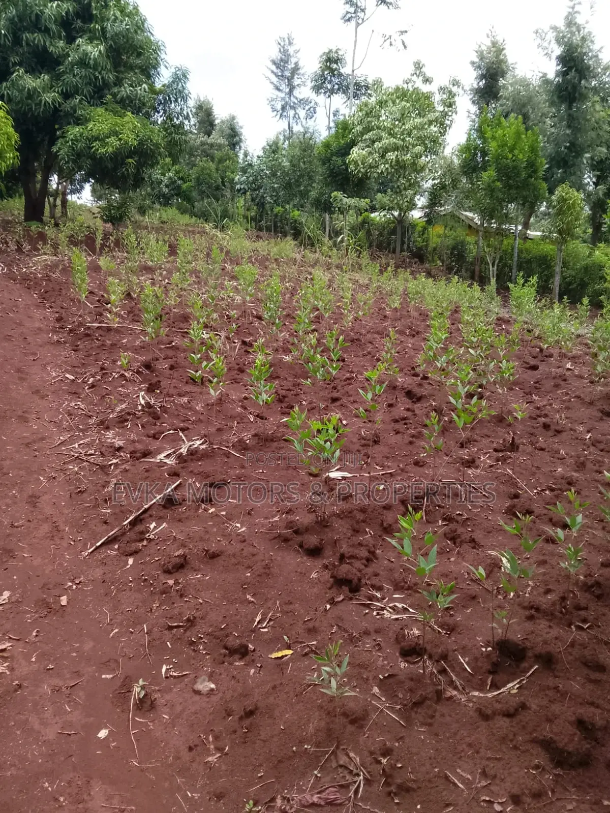 41⁄2acres Maragwa Summary