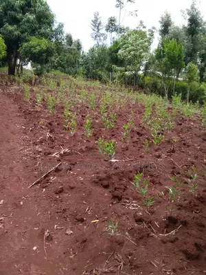 41⁄2acres Maragwa Summary