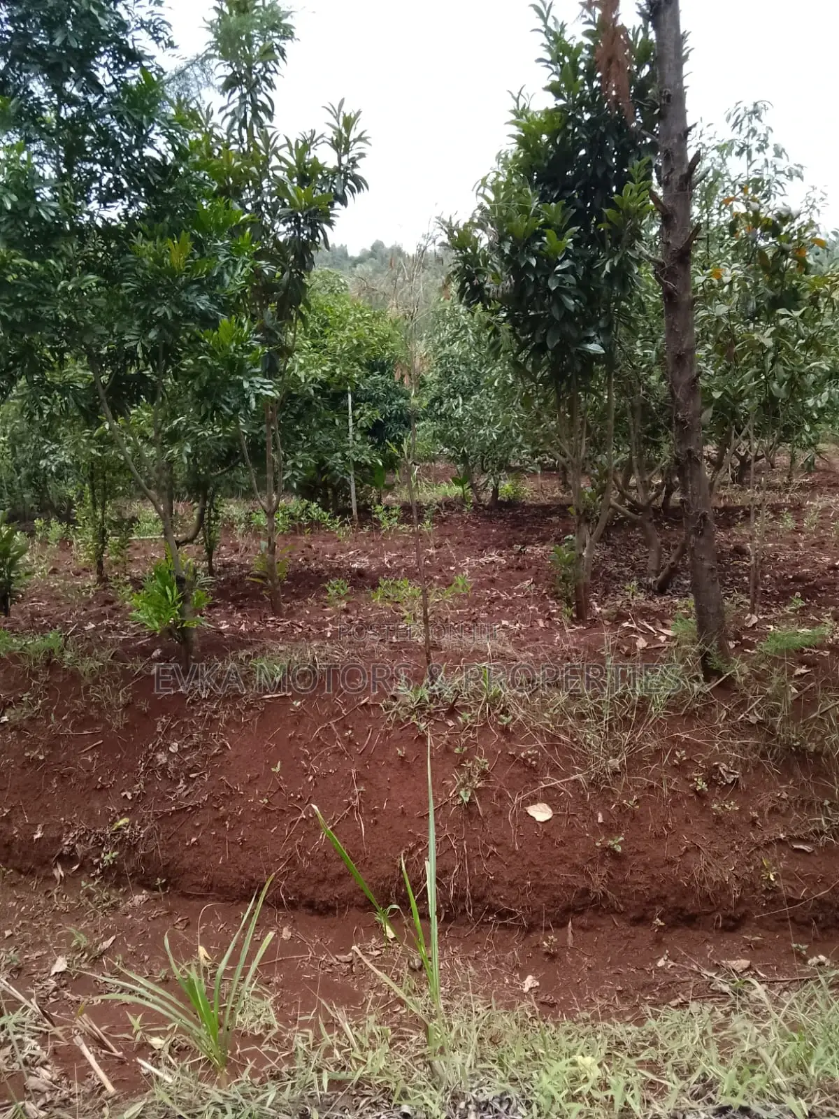 41⁄2acres Maragwa Summary