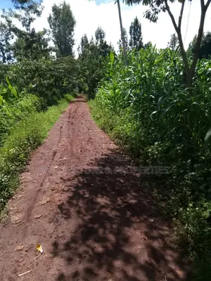 1acre Kamahuha 2km From Tarmac
