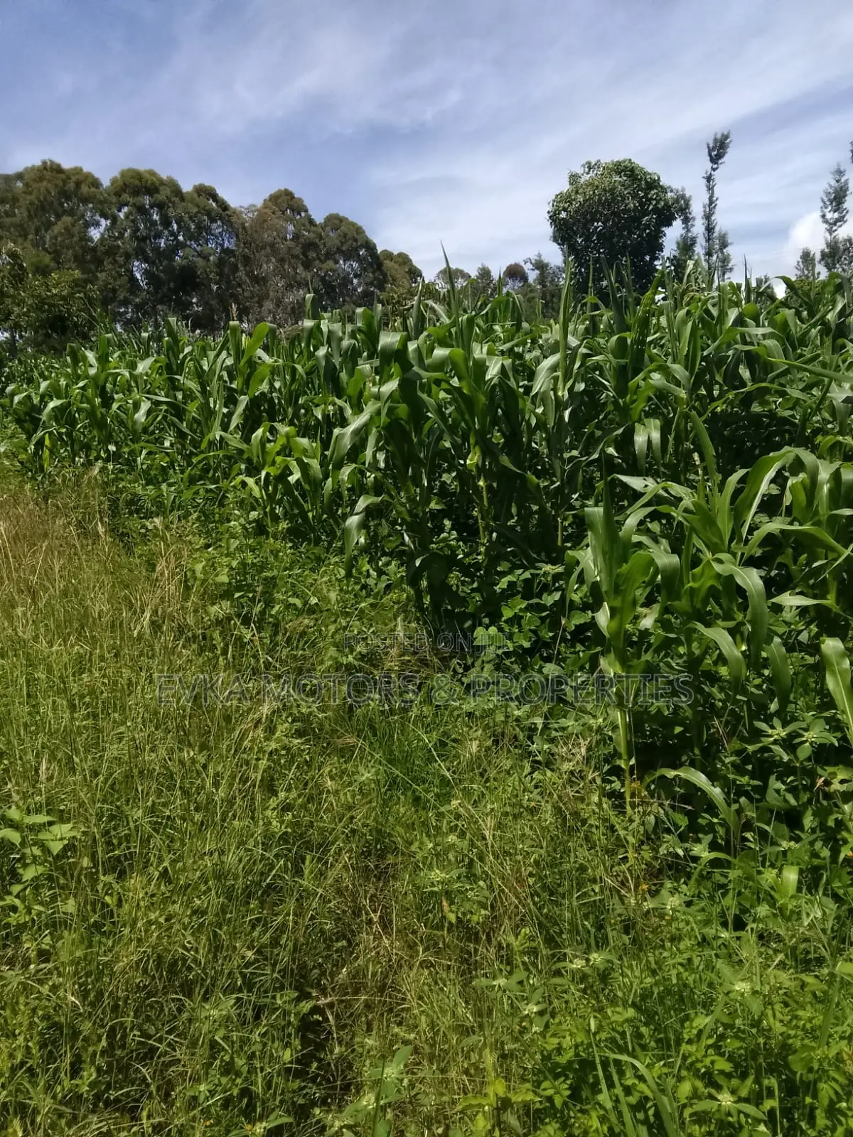 1acre Kamahuha 2km From Tarmac