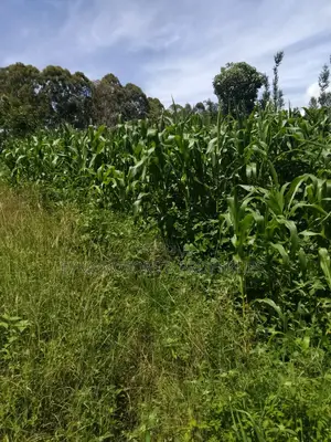 1acre Kamahuha 2km From Tarmac