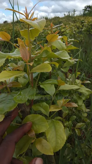 Muguka Seedlings