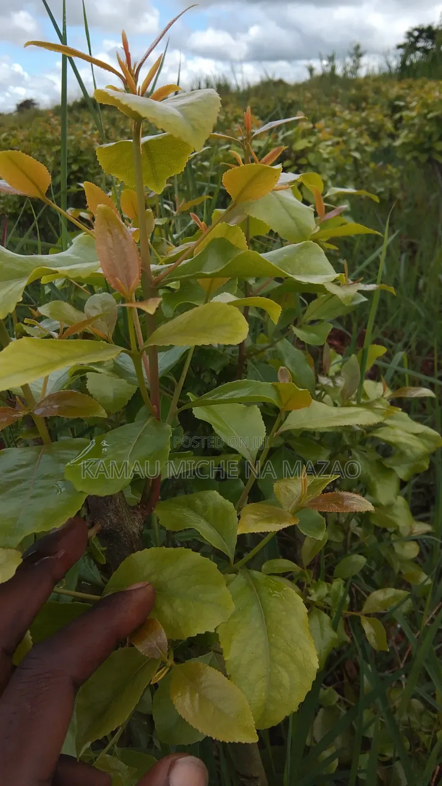 Hass Avocado Seedlings