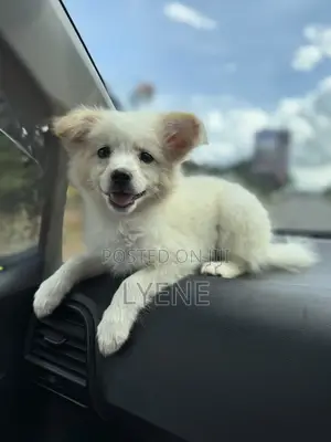 1-3 months Female Purebred Japanese Spitz