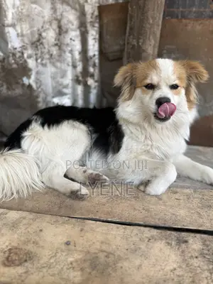 6-12 months Male Purebred Japanese Spitz