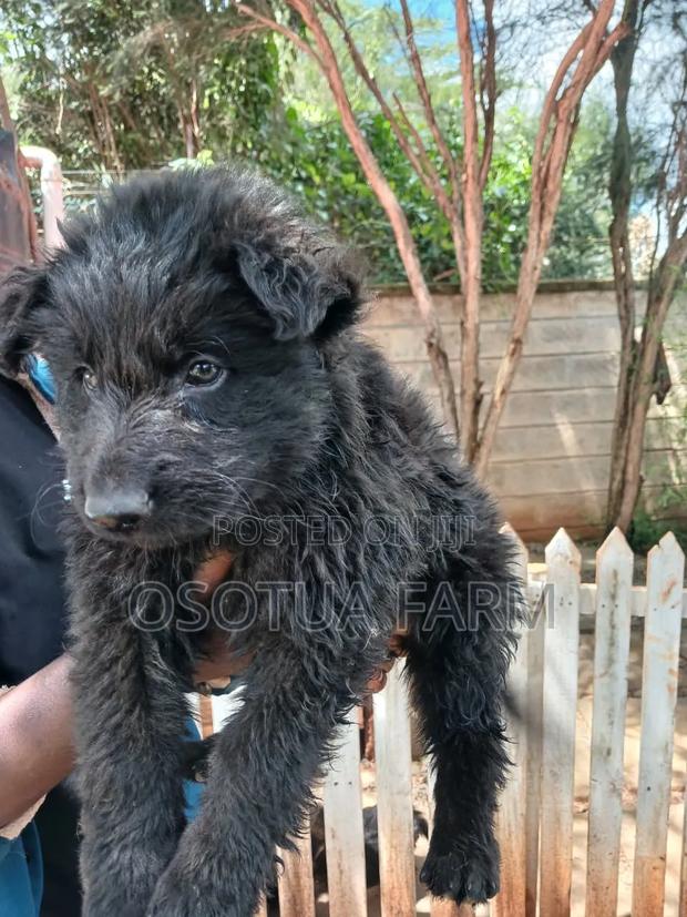 1-3 months Male Mixed Breed German Shepherd - thumbnail 3
