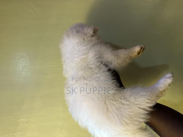 1-3 months Female Mixed Breed Havanese - thumbnail 2