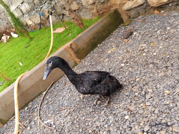 Cayuga Upcoming Ducks