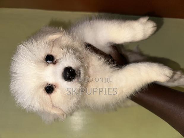 1-3 months Female Mixed Breed Havanese - thumbnail 3