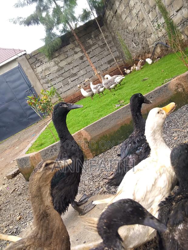 Cayuga Upcoming Ducks - thumbnail 5