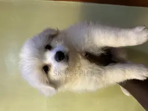 1-3 months Female Mixed Breed Havanese