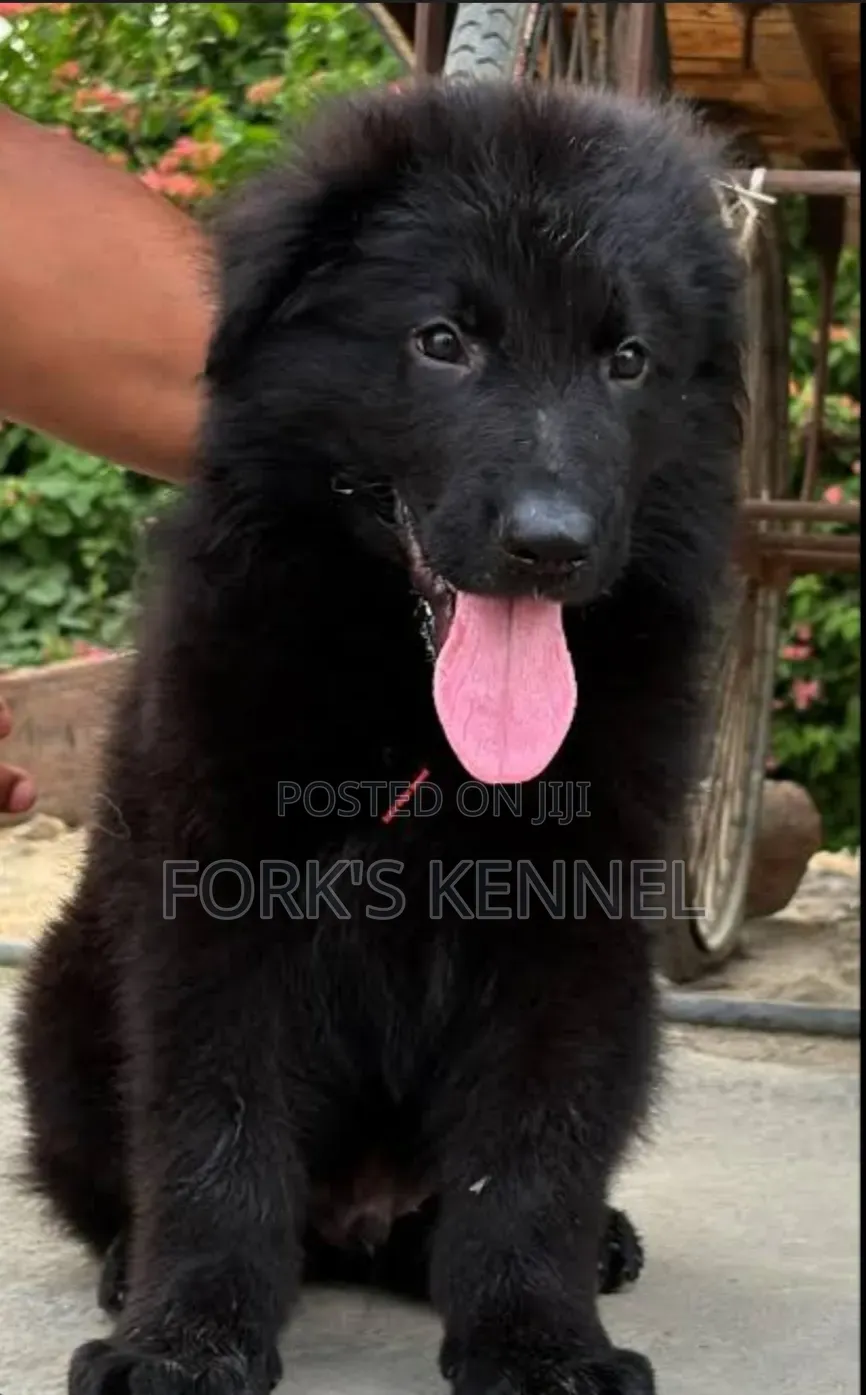 1-3 months Male Purebred German Shepherd
