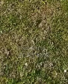 Prime 1 Acre Land for Sale in Malaa - thumbnail 2