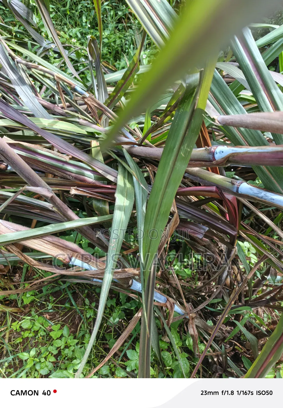Australian Red Nappier