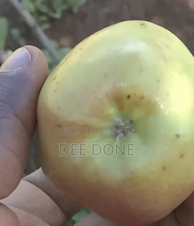 Quality Fresh Apples