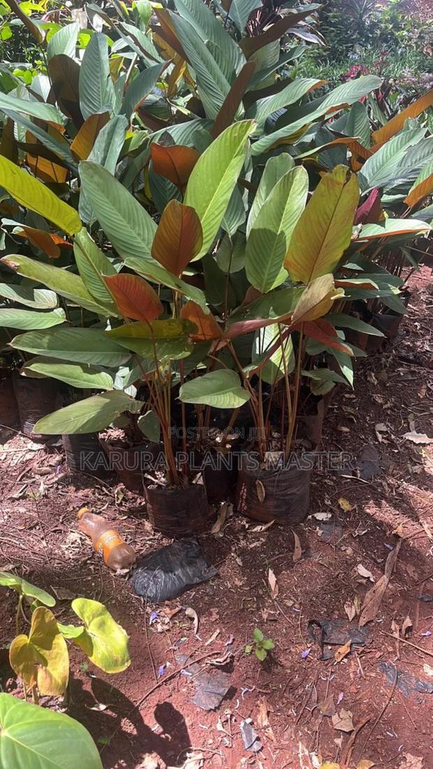 For All Types of Plants - main view