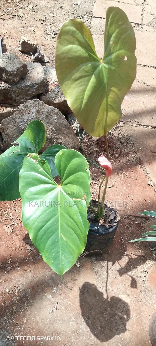 For All Types of Plants - thumbnail 2